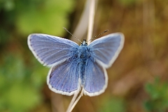 David Plant Photography - Wildlife Photography - Common blue - D